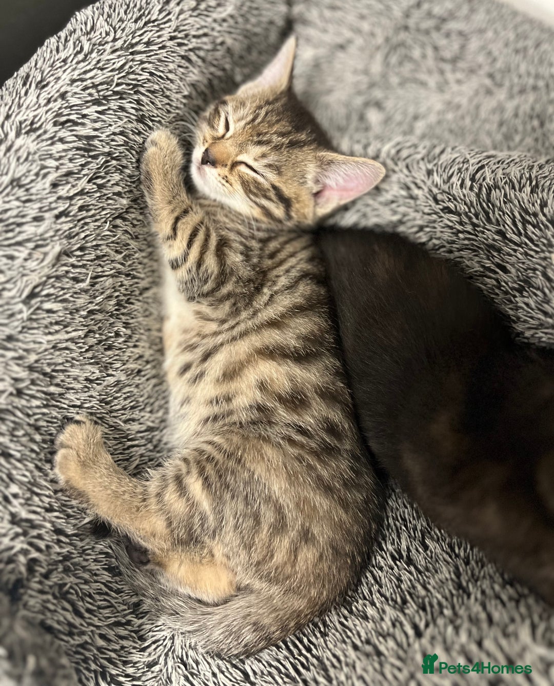 Mixed Breed cats for sale: 4 Adorable Kittens  - Image 1