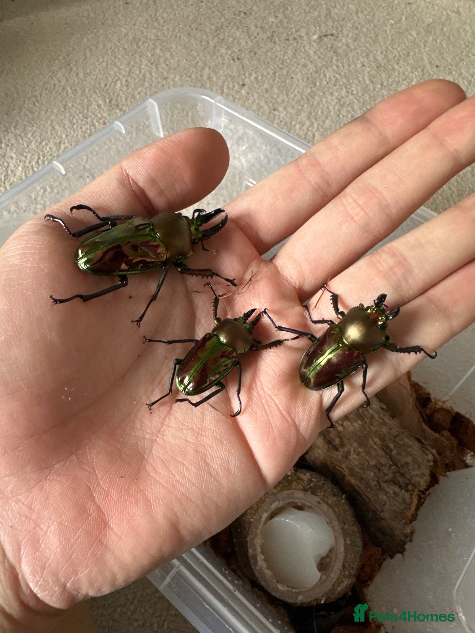 Beetles invertebrates Male rainbow stag beetles looking for new homes - Advert 1