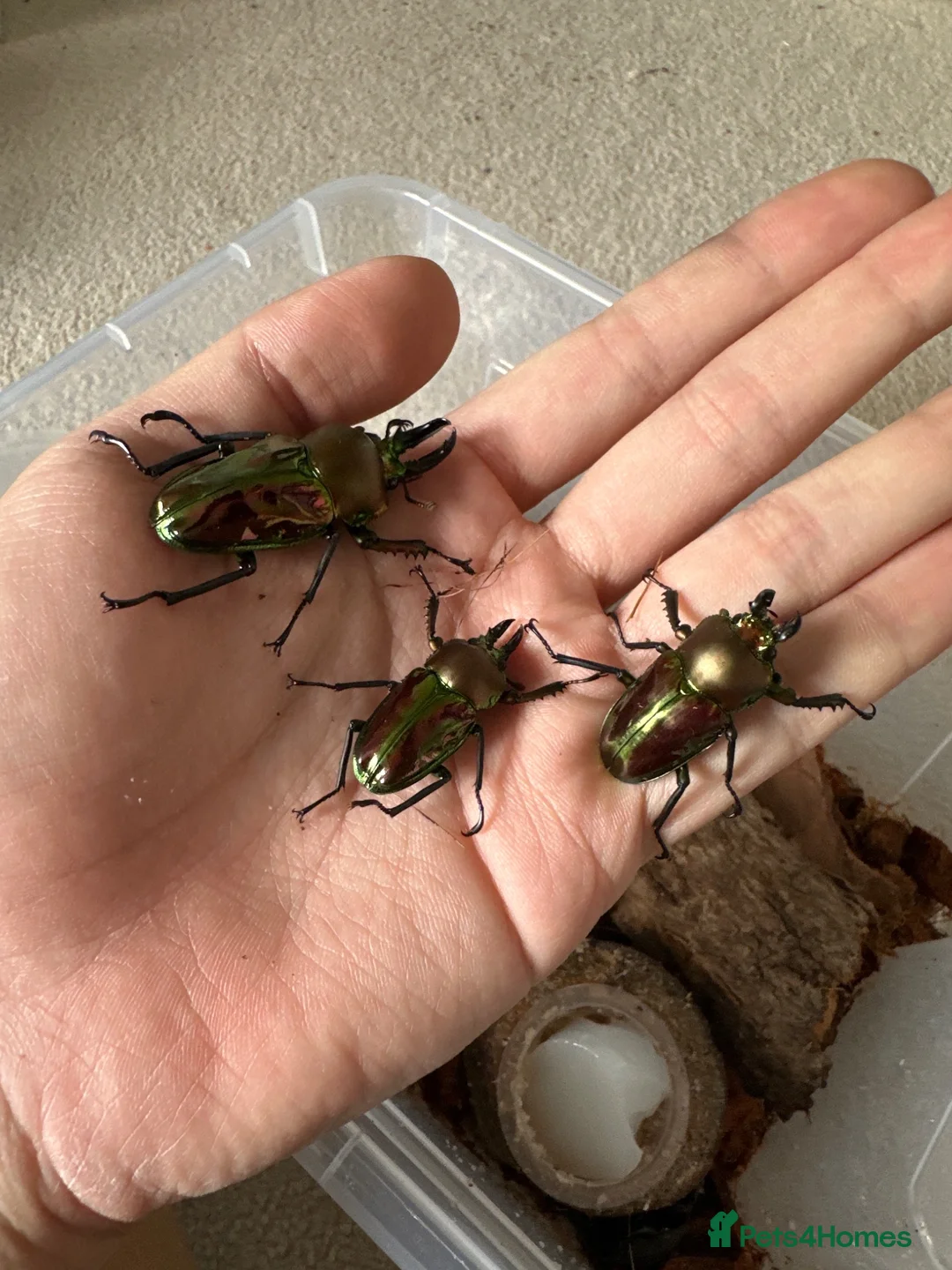 Beetles invertebrates for sale: Male rainbow stag beetles looking for new homes in Horsham - Advert 1