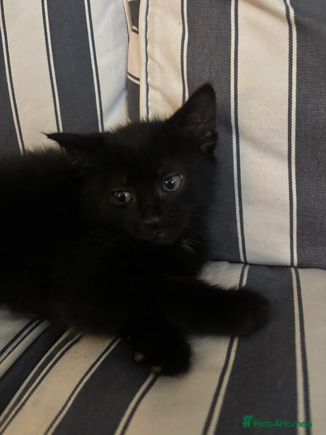 Mixed Breed cats for sale: Mixed breed chunky fluffy kittens - Advert 2