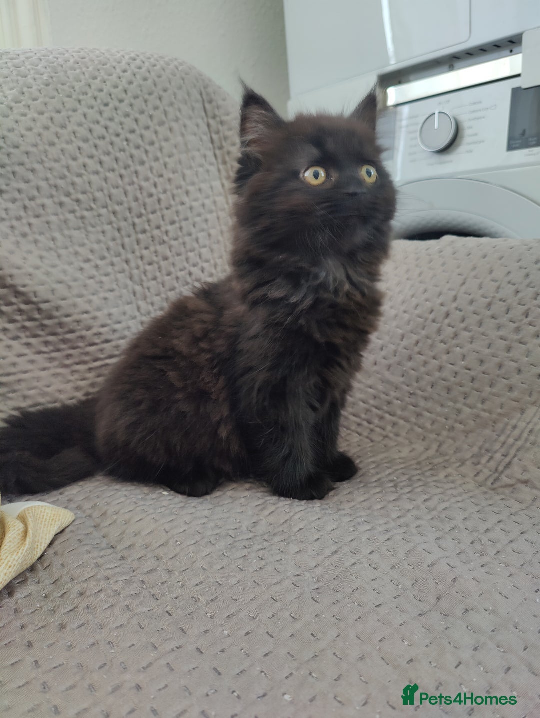 Mixed Breed cats for sale: Persian Mix kittens  - Advert 16