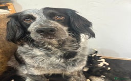 Mixed Breed dogs for sale: 5 Cocker x Collie Puppies  - Image 6