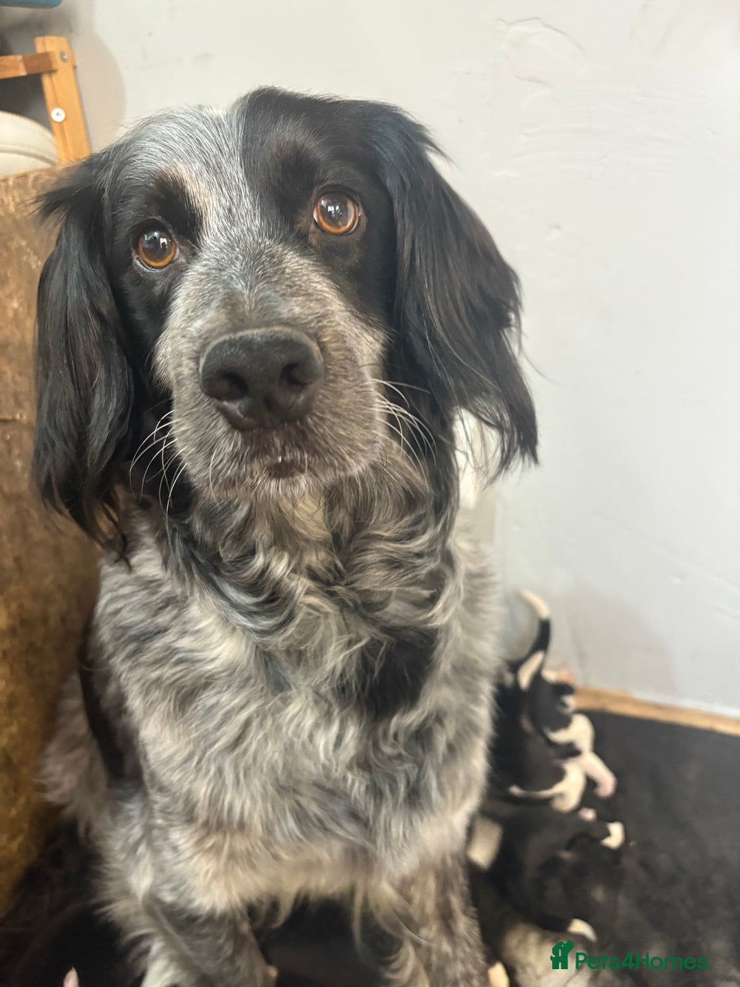 Mixed Breed dogs for sale: 5 Cocker x Collie Puppies  - Image 6