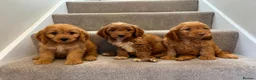 Cockapoo dogs for sale: Cockapoo puppies F1  - Advert 2