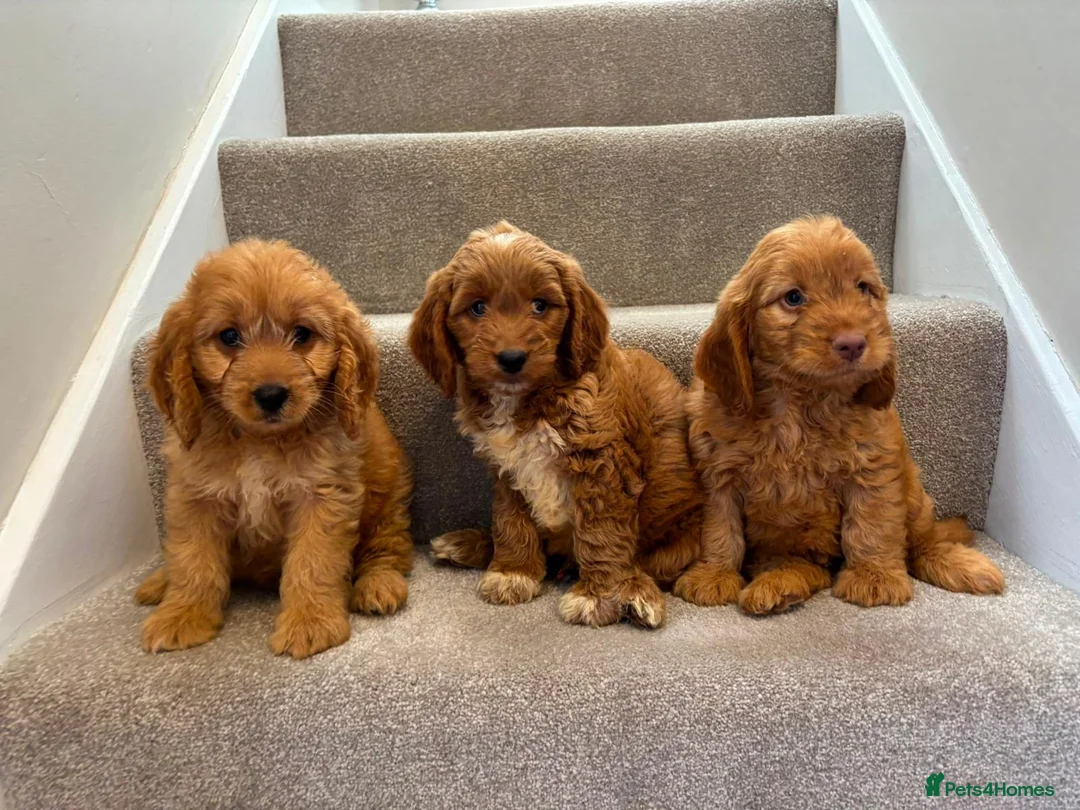 Cockapoo dogs for sale: Cockapoo puppies F1  - Advert 2