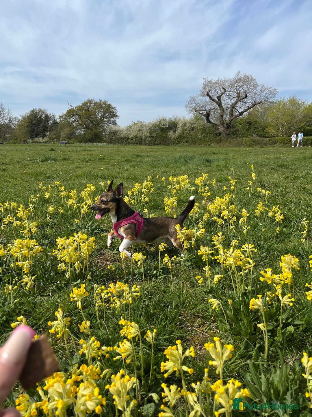 Mixed Breed dogs for sale: Beautiful Girl Bambi - Advert 4