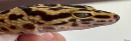Leopard Gecko reptiles for sale: Leopard Gecko Group in Chelmsford - Advert 2