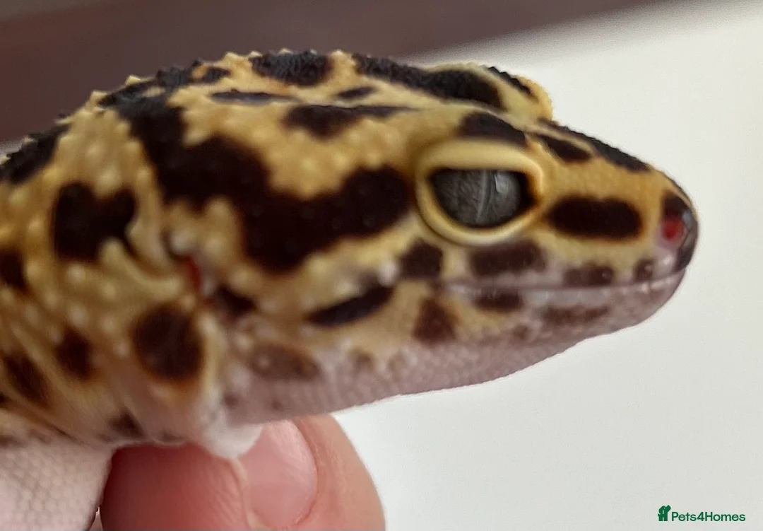 Leopard Gecko reptiles for sale: Leopard Gecko Group in Chelmsford - Advert 2