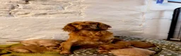 Cocker Spaniel dogs for sale: Gorgeous litter of cocker spaniels  - Advert 10
