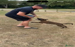 Belgian Shepherd Dog dogs for sale: Dutch herder  - Image 2