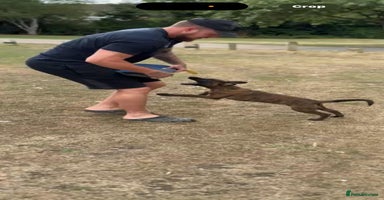 Belgian Shepherd Dog dogs - Advert 4