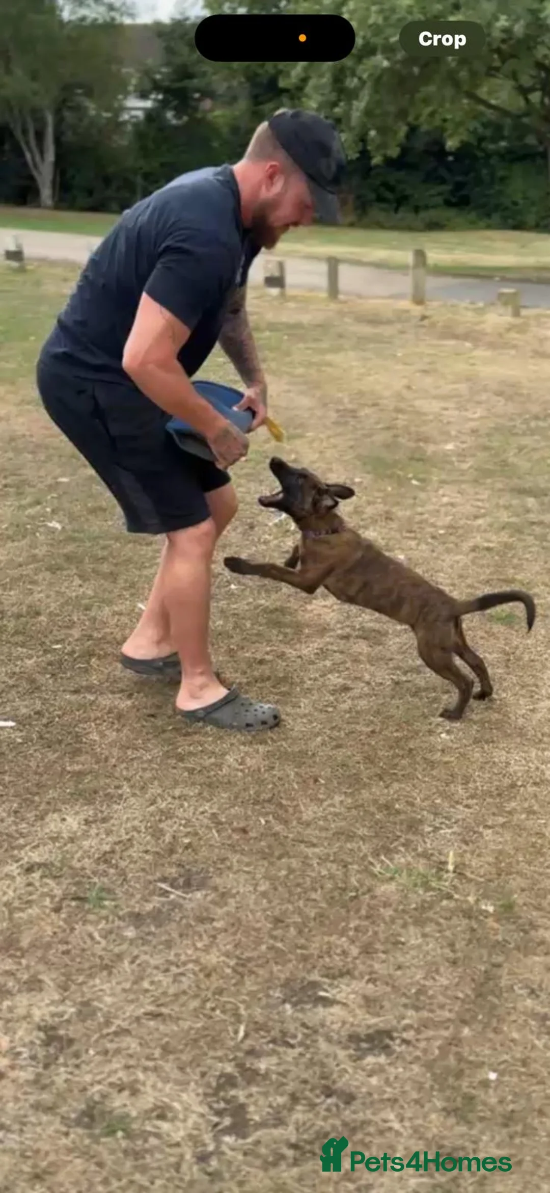 Belgian Shepherd Dog dogs for sale: Dutch herder  - Advert 2