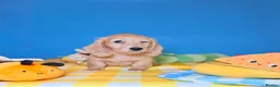 Miniature Dachshund dogs for sale: Lovey miniature dachshund boy - Advert 11