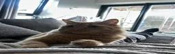 Mixed Breed cats for sale: Cat for sale  - Advert 3