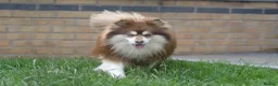 Pomsky dogs for stud:  Reggie the F3 pomsky for stud  - Advert 8