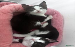 Mixed Breed cats for sale: 2 lovely half bengal girls ready now! - Image 2