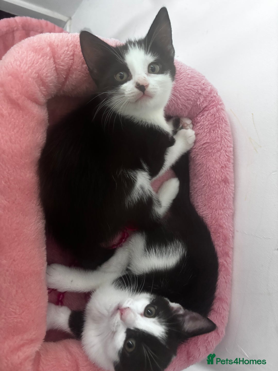 Mixed Breed cats for sale: 2 lovely half bengal girls ready now! - Image 2