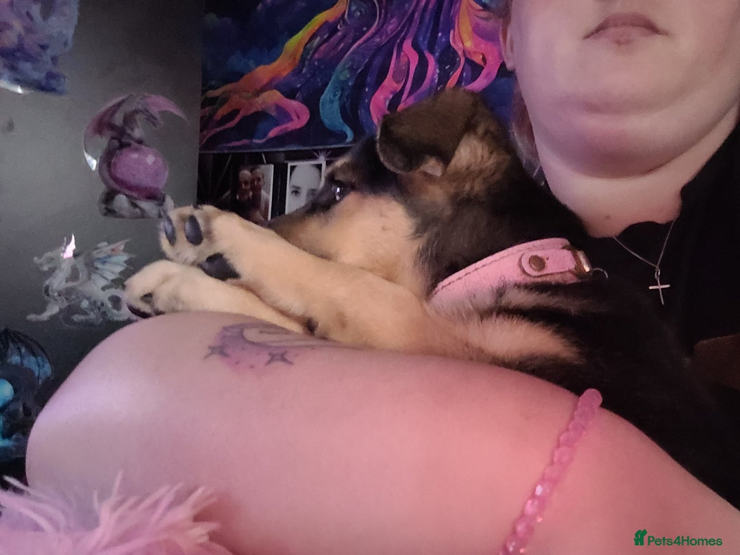 Shepsky dogs for sale: 5 adorable shepskys  - Image 8