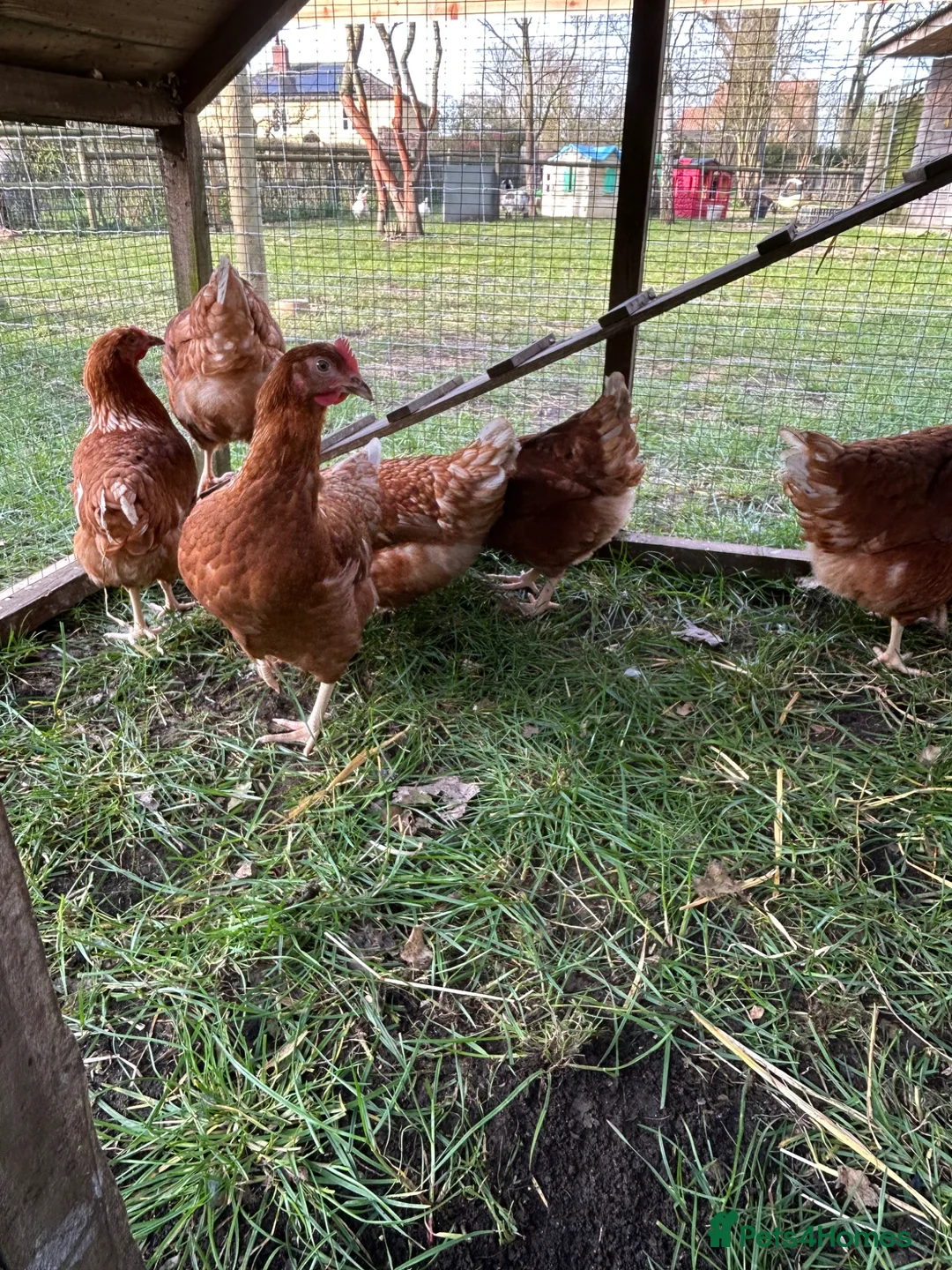 Chickens poultry for sale: Point of lay hen in Swaffham - Advert 2