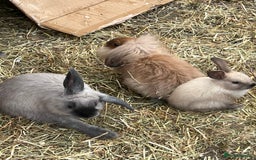Mini Lop rabbits for sale: Mix of loo , lionhead  - Image 1