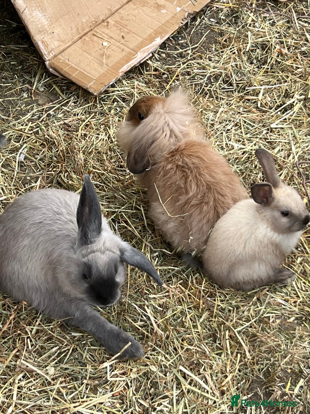 Mini Lop rabbits for sale: Mix of loo , lionhead  - Image 1