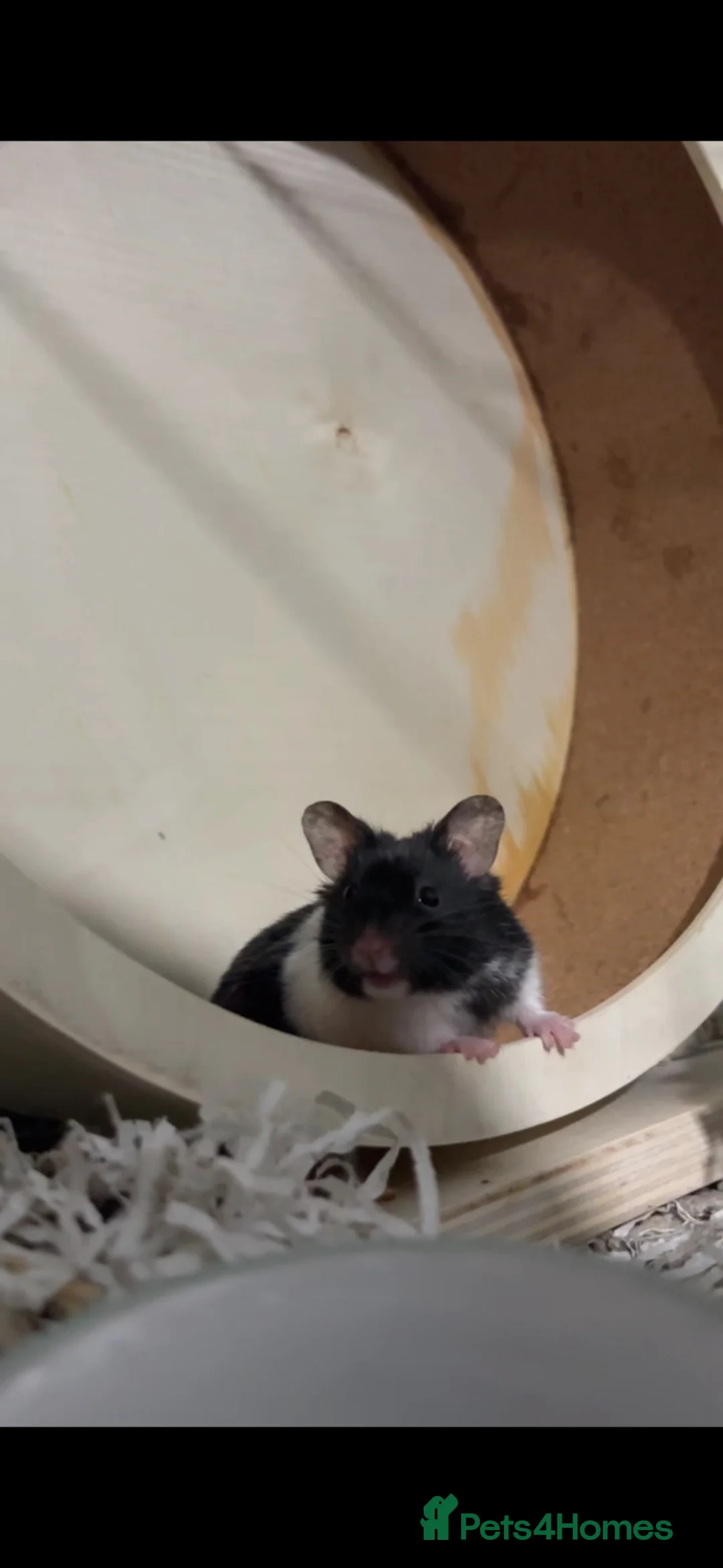 Hamster rodents for sale: Male Syrian Hamster - Advert 2