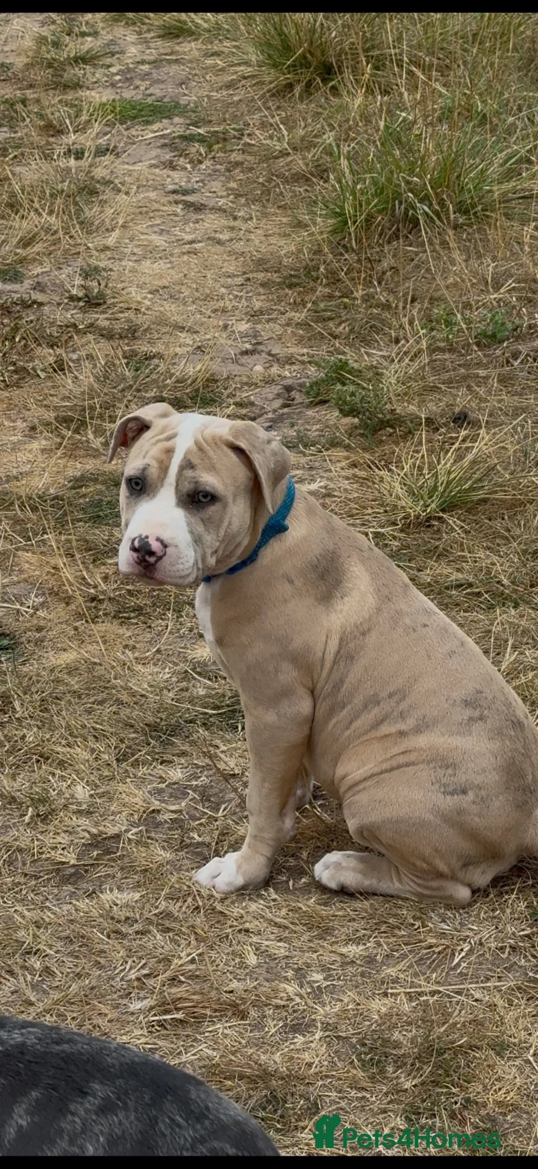 American Bulldog dogs for sale: American bulldog puppy  in Birmingham - Advert 4