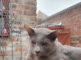 Oriental cats - Advert 6