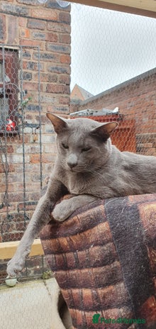 Oriental cats Oriental blue and caramel studs - Advert 2