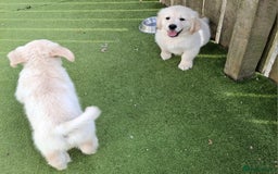 Golden Retriever dogs for sale: Golden Retreiver Puppies  - Image 21