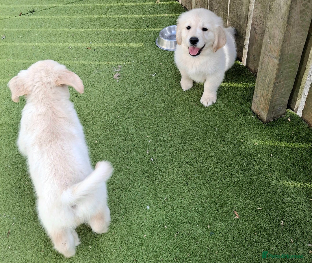 Golden Retriever dogs for sale: Golden Retreiver Puppies  - Image 21