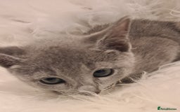 Russian Blue cats for sale: CHAMPION SIred GCCF Russian kittens  in Peterborough - Image 12