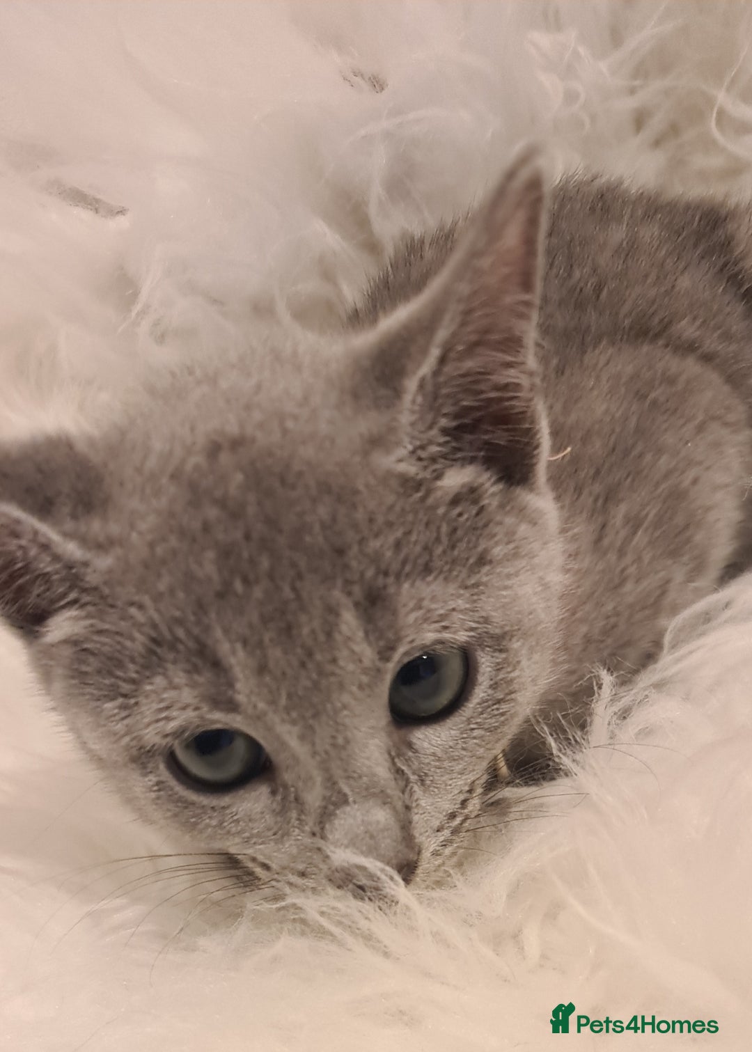 Russian Blue cats for sale: CHAMPION SIred GCCF Russian kittens  in Peterborough - Image 12