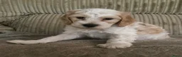 Cockapoo dogs for sale: Our beautiful cockerpoo babies  - Advert 7