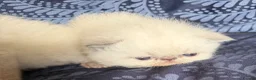 Exotic cats for sale: Colourpoint Exotic Shorthair Kittens  in Stoke-on-Trent - Advert 4