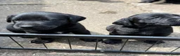 Labrador Retriever dogs for sale: Black Labrador pups boys and girls - Advert 20