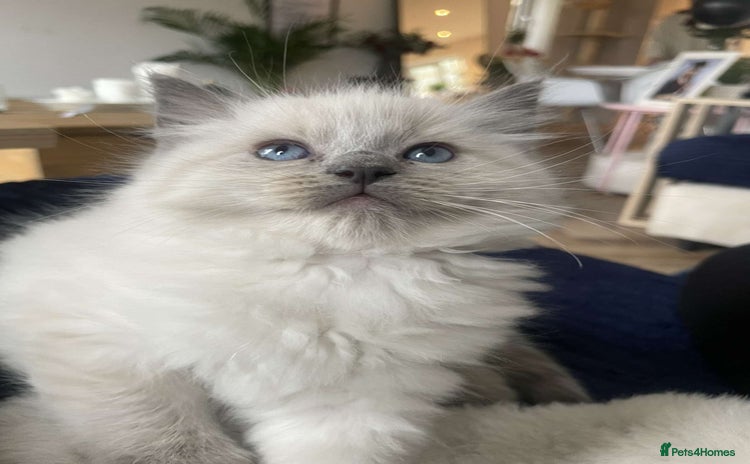 Ragdoll cats - Advert 4