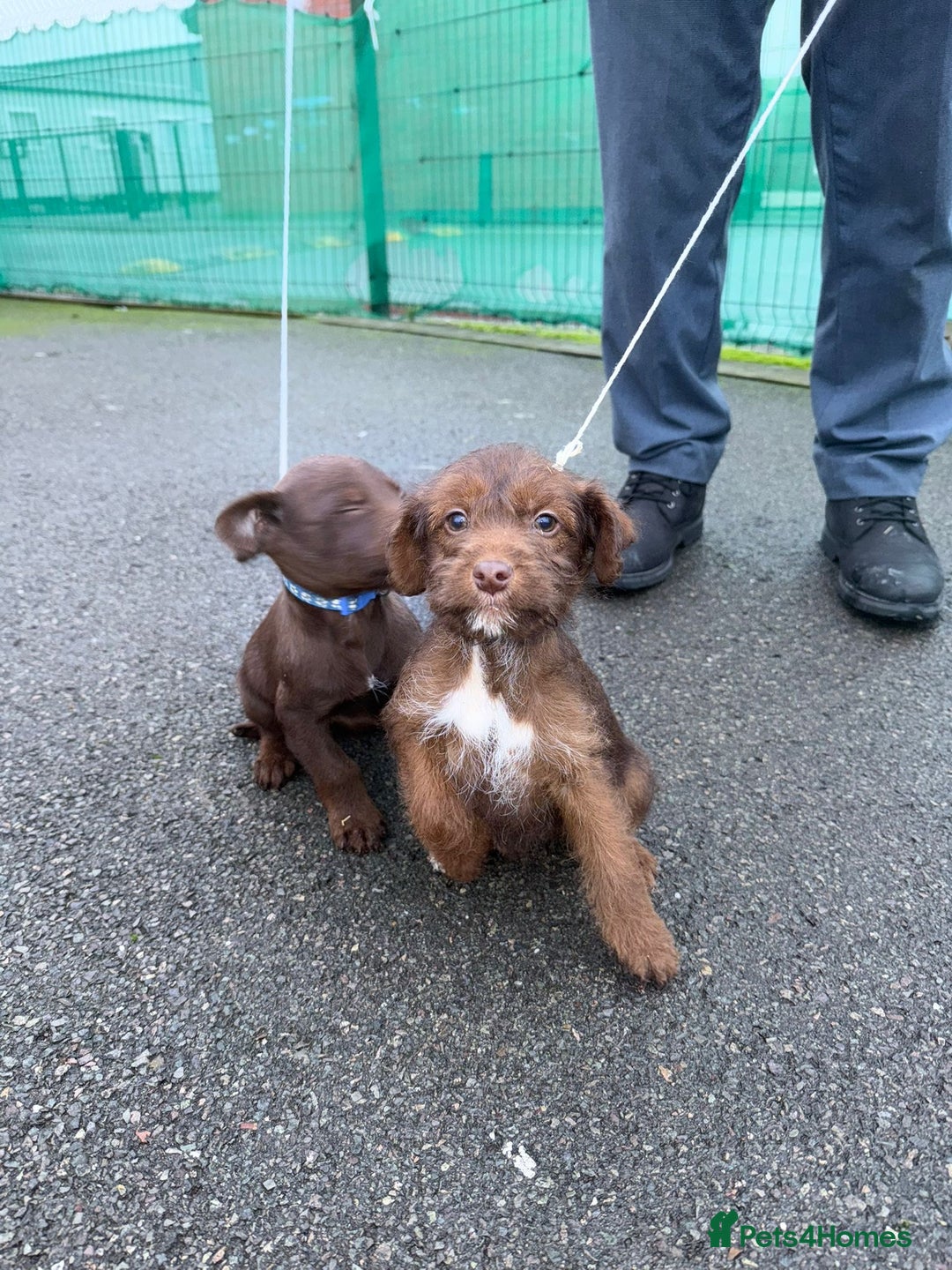 Mixed Breed dogs for sale: 4 puppies for sale 2 male and 2 female  - Advert 1