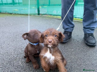 Mixed Breed dogs 4 puppies for sale 2 male and 2 female - Advert 1