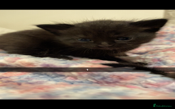 Mixed Breed cats for sale: 2 male kittens - Image 2
