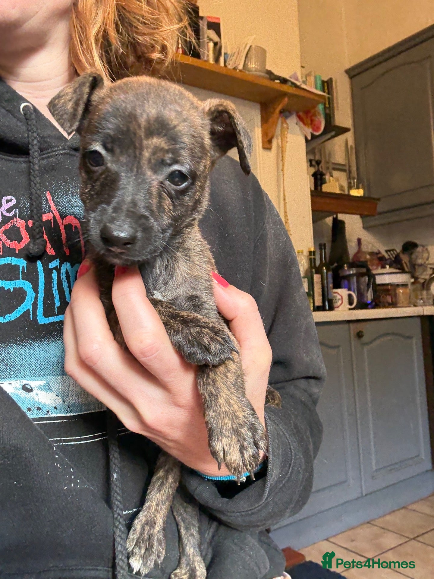 Mixed Breed dogs Beautiful whippet x puppies!! (Lurchers) - Advert 8