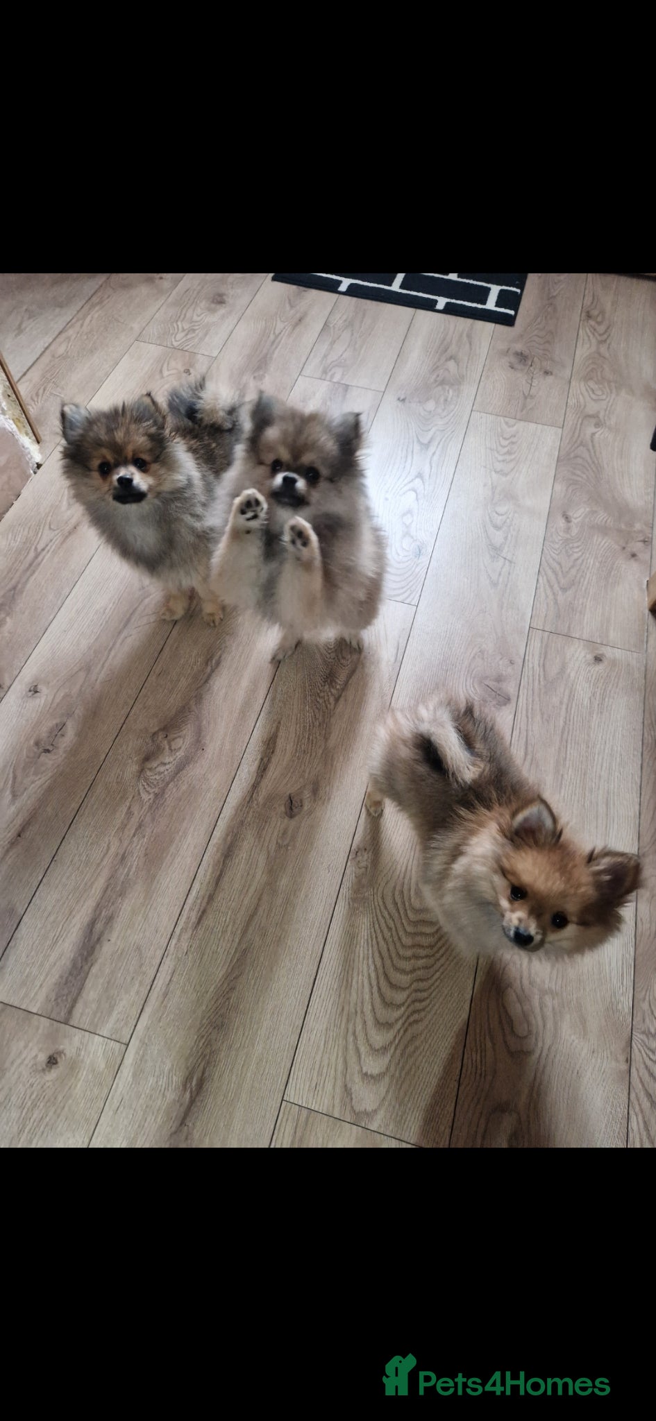 Pomeranian dogs Small Beautiful Pomeranian Puppies Ready Now  - Advert 6