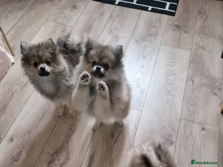 Pomeranian dogs Small Beautiful Pomeranian Puppies Ready Now - Advert 6