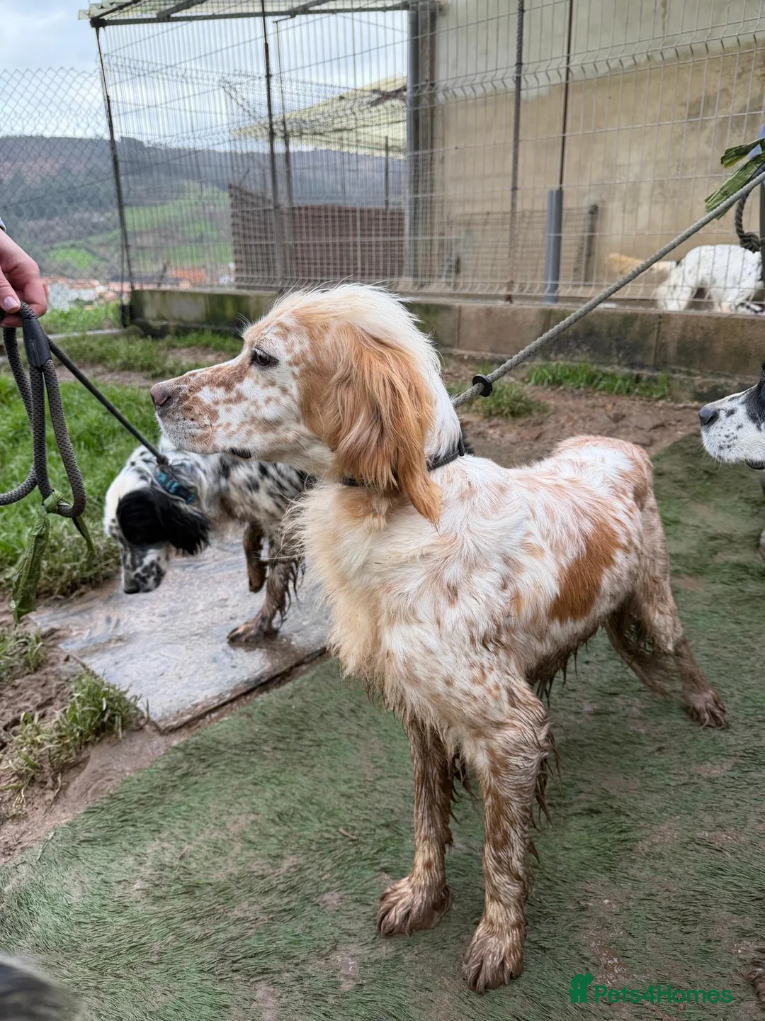 English Setter dogs for adoption: Estrella - Advert 7