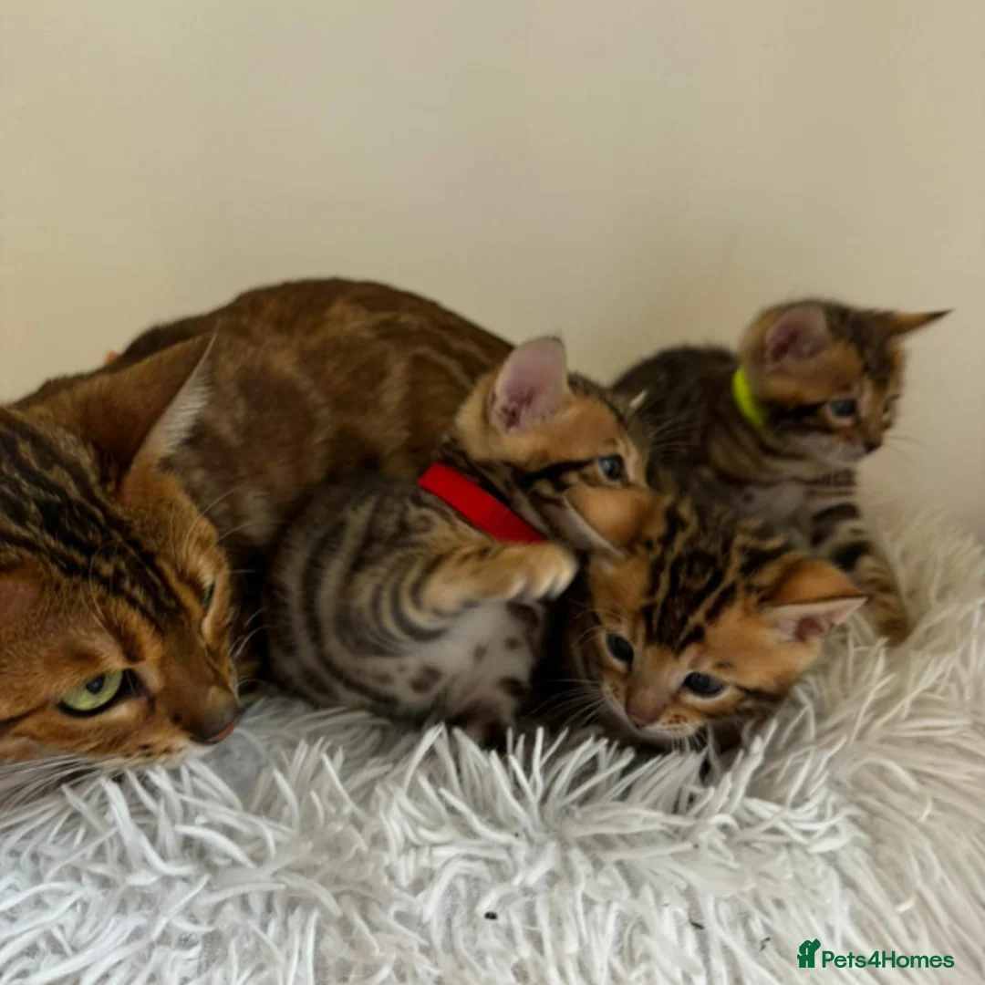 Bengal cats for sale: Luxury 5-Generation-Pegree Bengal Kittens in Blackburn - Advert 2