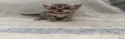 British Shorthair cats for sale: GCCF registered Kittens  - Advert 17