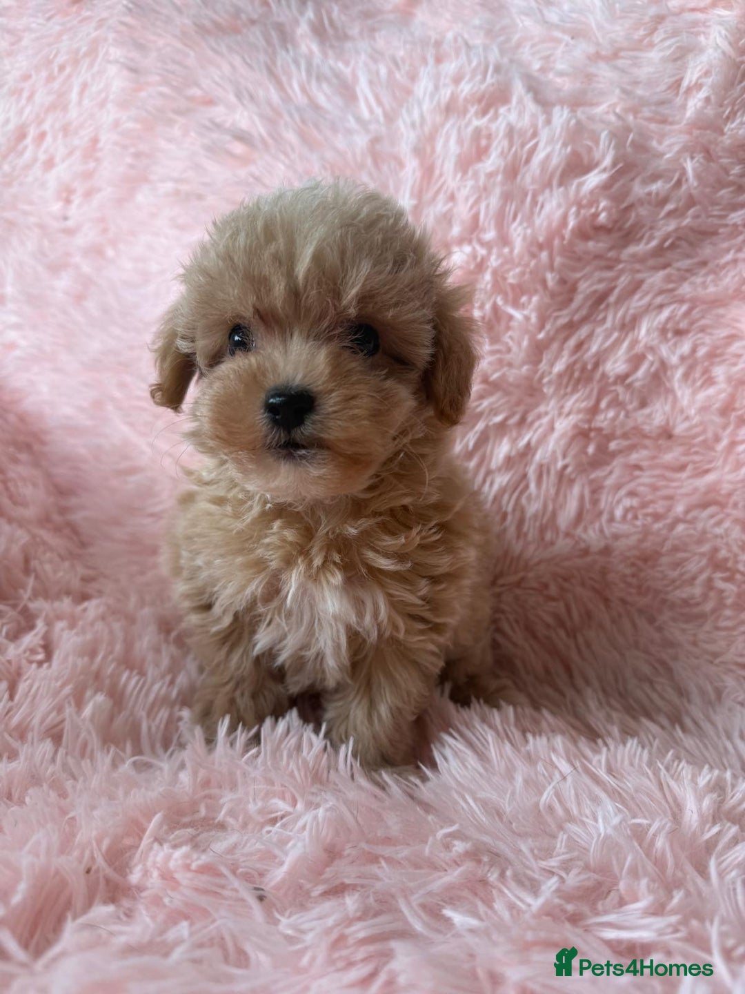 Maltipoo dogs for sale: Tiny Asian Maltipoo READY NOW !  - Image 13