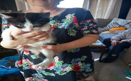 Mixed Breed cats for sale: 4 gorgeous kittens for sale  - Image 1