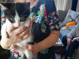 Mixed Breed cats - Advert 7