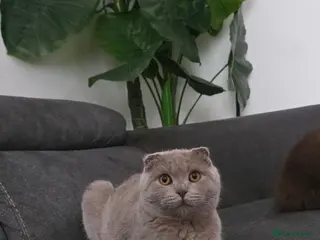 Scottish Fold cats Beautiful Scottish Fold & Straight Cross Kittens - Advert 3